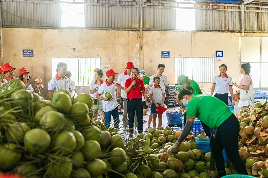 Người dân thu - gom và sơ chế dừa thủ công
